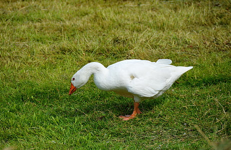 white goose on green grass field thumbnail