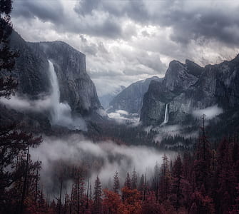 foggy forest under white sky thumbnail