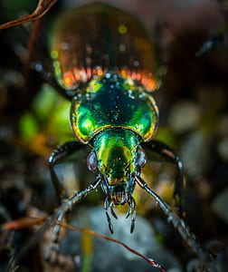 macro photography of green metallic beetle thumbnail