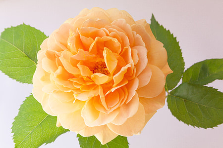 orange petaled flower thumbnail