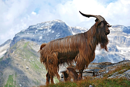 brown mountain goat on cliff at daytime thumbnail