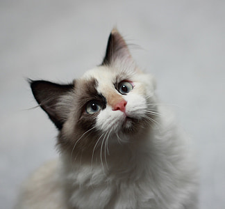 short-coated white and gray cat thumbnail