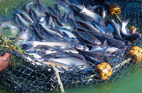 gray fish in blue fish net thumbnail