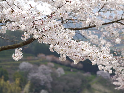white petal flowering tree in bloom at daytime thumbnail