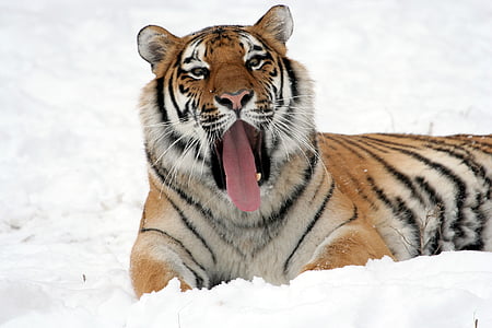 brown and black tiger in closeup photography thumbnail