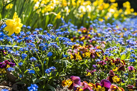 Photo of Assorted-color Flowers at Daytime thumbnail