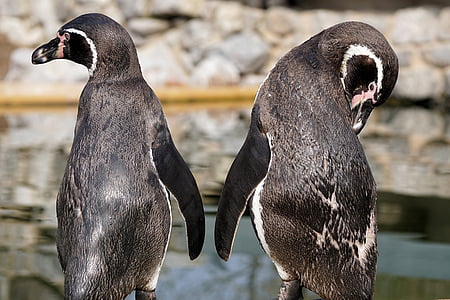 two black penguins standing in front of body of water during daytime thumbnail