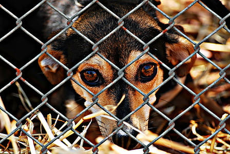 adult chihuahua looking in front of fence during daytime thumbnail