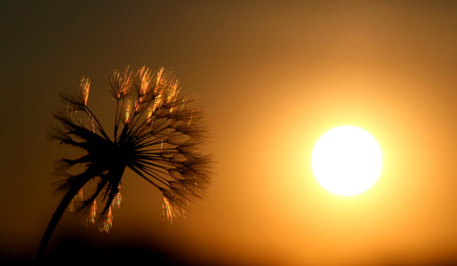 silhouette of tree with sun photo thumbnail