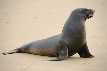 black seal on white sand thumbnail