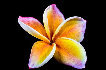 yellow and purple petaled flowers on black background thumbnail