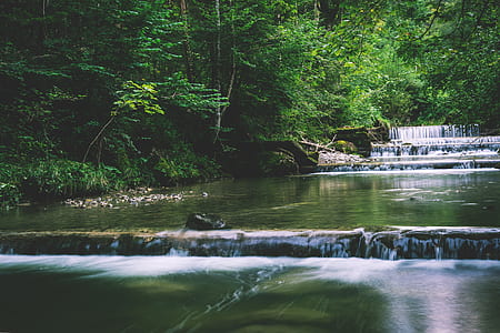 nature, water, forest, trees thumbnail