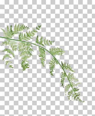 Leaf Watercolor painting, Watercolor leaves, green leafed plant PNG clipart