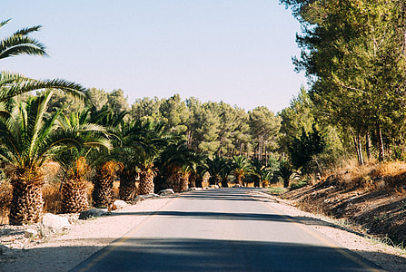 Road with palms thumbnail