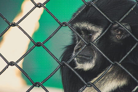 Close Up Photo of Black Ape thumbnail