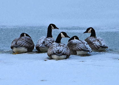 gray and black swan thumbnail