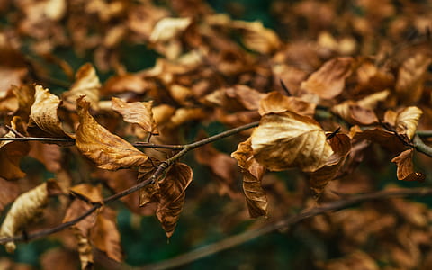 brown withered leaf thumbnail