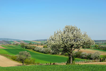 trees near green grass field thumbnail