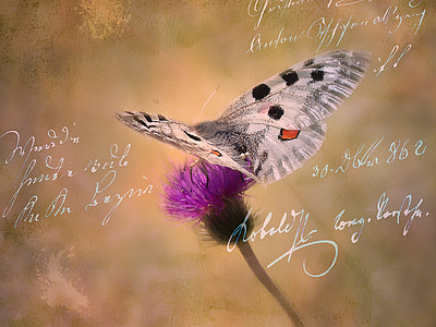 grey and black butterfly perching on purple cluster flower thumbnail