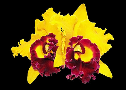 yellow and purple petaled flower thumbnail