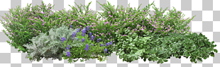 Angels Garden Tree, Grass flowers, green plants PNG clipart