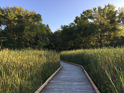 Wetland, Boardwalk thumbnail