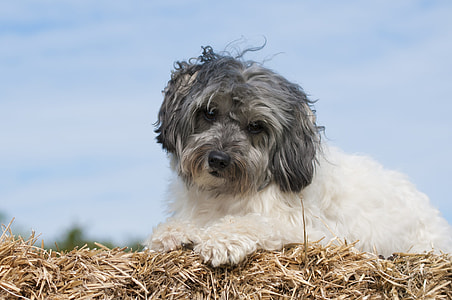 white and black Polish Lowland Sheepdog during daytime thumbnail