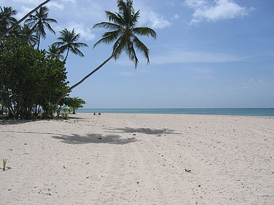 coconut trees near shoreline thumbnail
