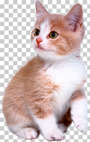Kitten Bengal Cat Puppy Dog Ragdoll Kitten Png Clipart Free