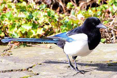 black and white bird standing on gray concrete surface thumbnail