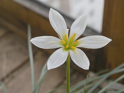 White 6 Petal Flower in Close Up Photography thumbnail