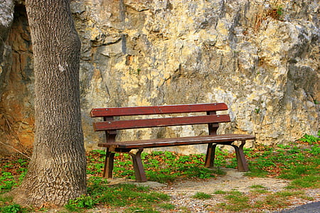 brown bench beside tree thumbnail