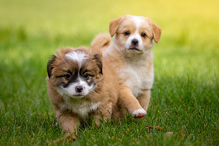 selective focus photography of two long-coated tan-and-white puppies running on green grass thumbnail