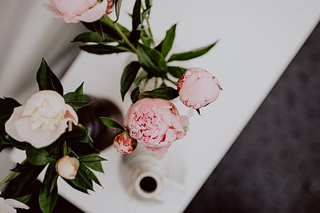 Peony flowers in vase thumbnail