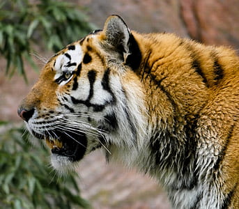 close-up photography of lion thumbnail