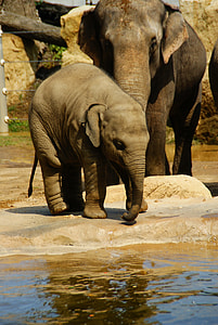 mother and baby elephant near body of water thumbnail