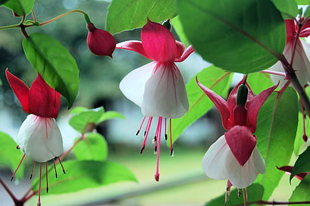 focus photography of flowers and leaves thumbnail