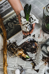 Woman planting seedlings on a newspaper covered table with quail eggs thumbnail