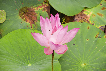 Water Lily, Aquatic Plants thumbnail
