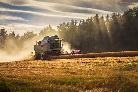 gray and red combine harverster on wheat field thumbnail