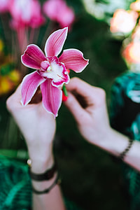 Colorful Exotic Flowers and Greenery thumbnail