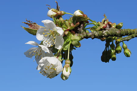 white petaled flowers in bloom thumbnail