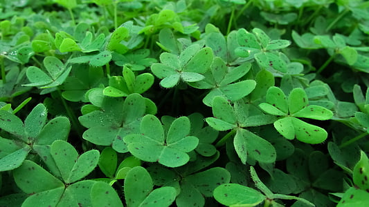green leaves thumbnail
