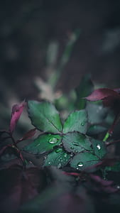 selective focus photograph of green leafed plant thumbnail