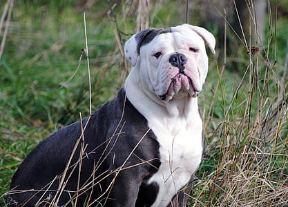 adult black and white American bulldog sitting on grass thumbnail