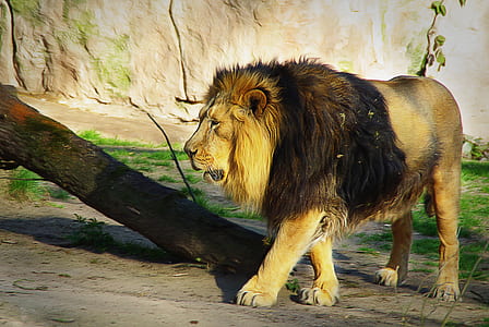 brown lion standing on gray surface thumbnail