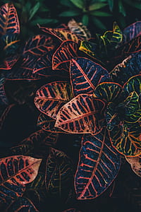 green-and-red petaled plants thumbnail