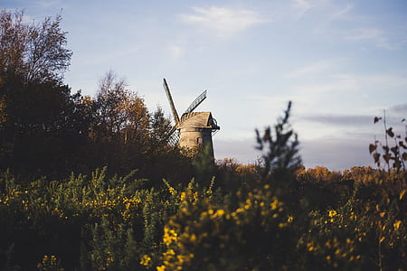 flower field overlooking windmill thumbnail