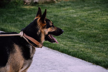 Adult German Shepherd thumbnail