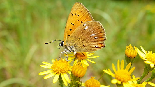 yellow butterfly perching on yellow petaled flower during daytime thumbnail